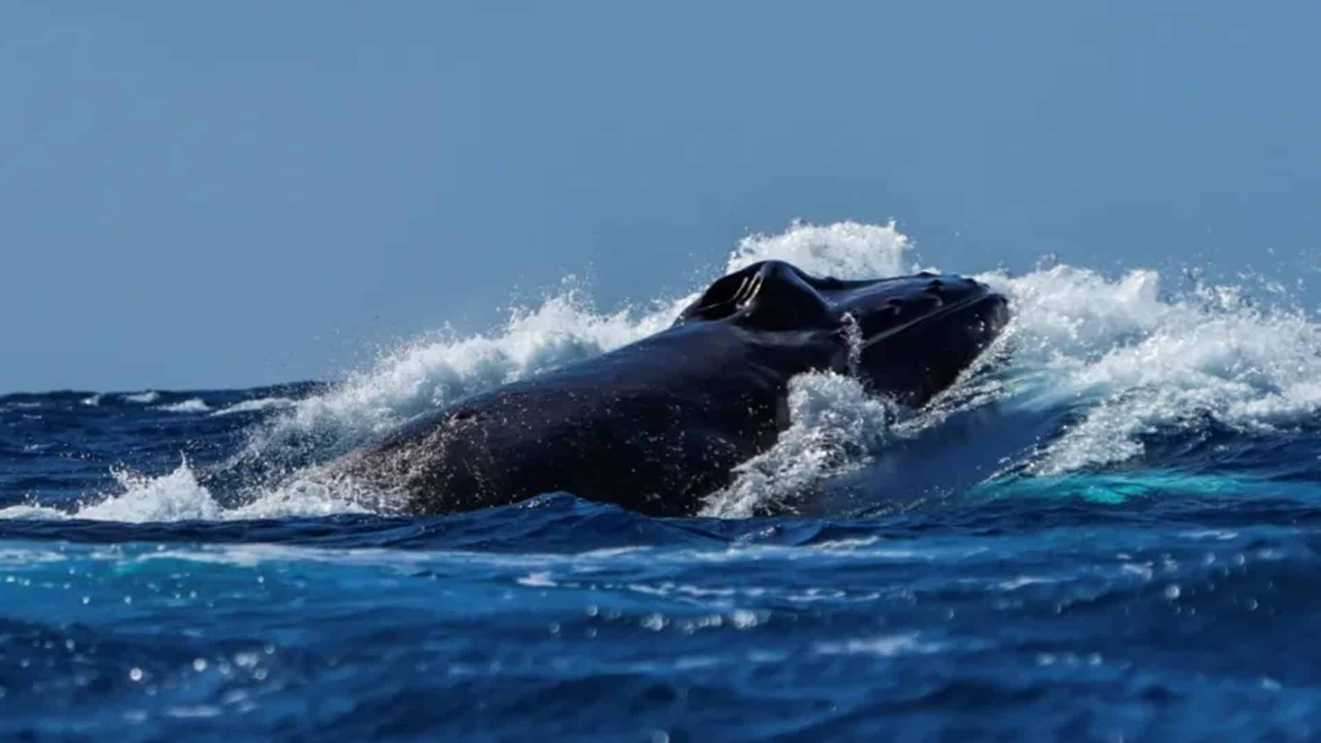 ballenas jorobadas
