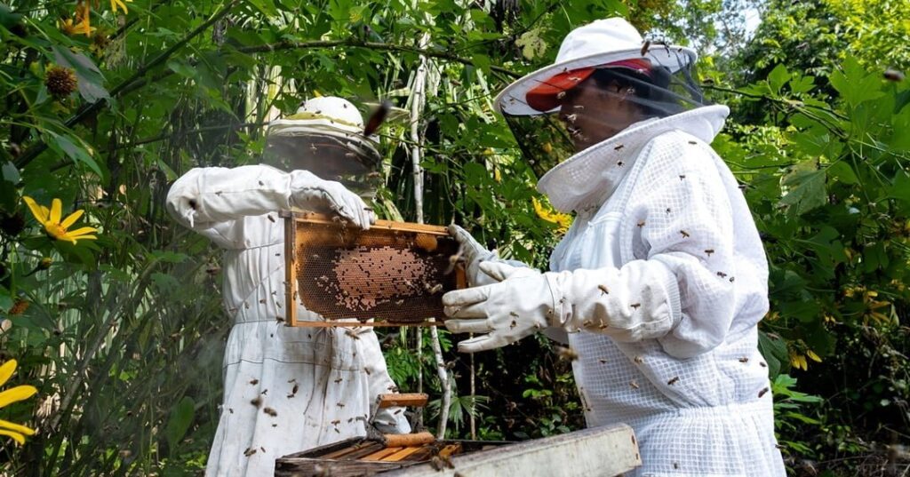 Donativos Ambientales Ford