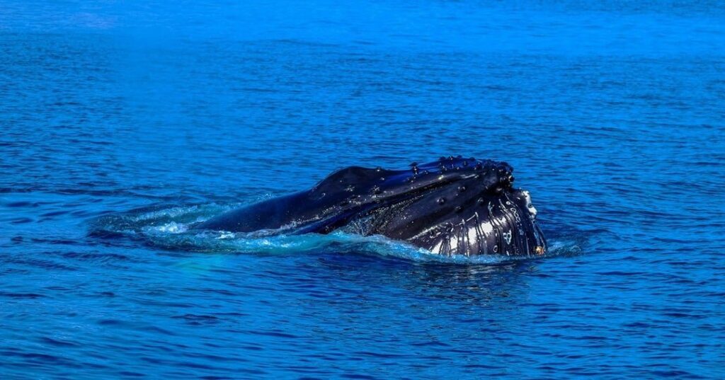 ballenas jorobadas