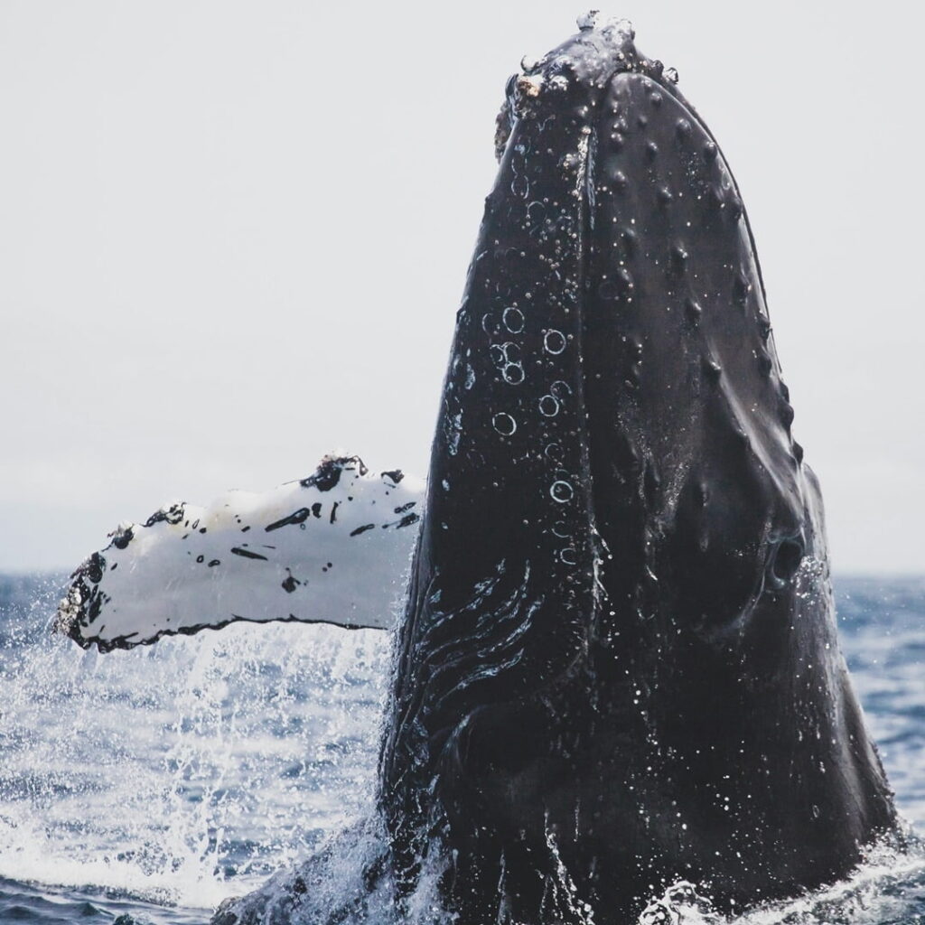ballenas jorobadas