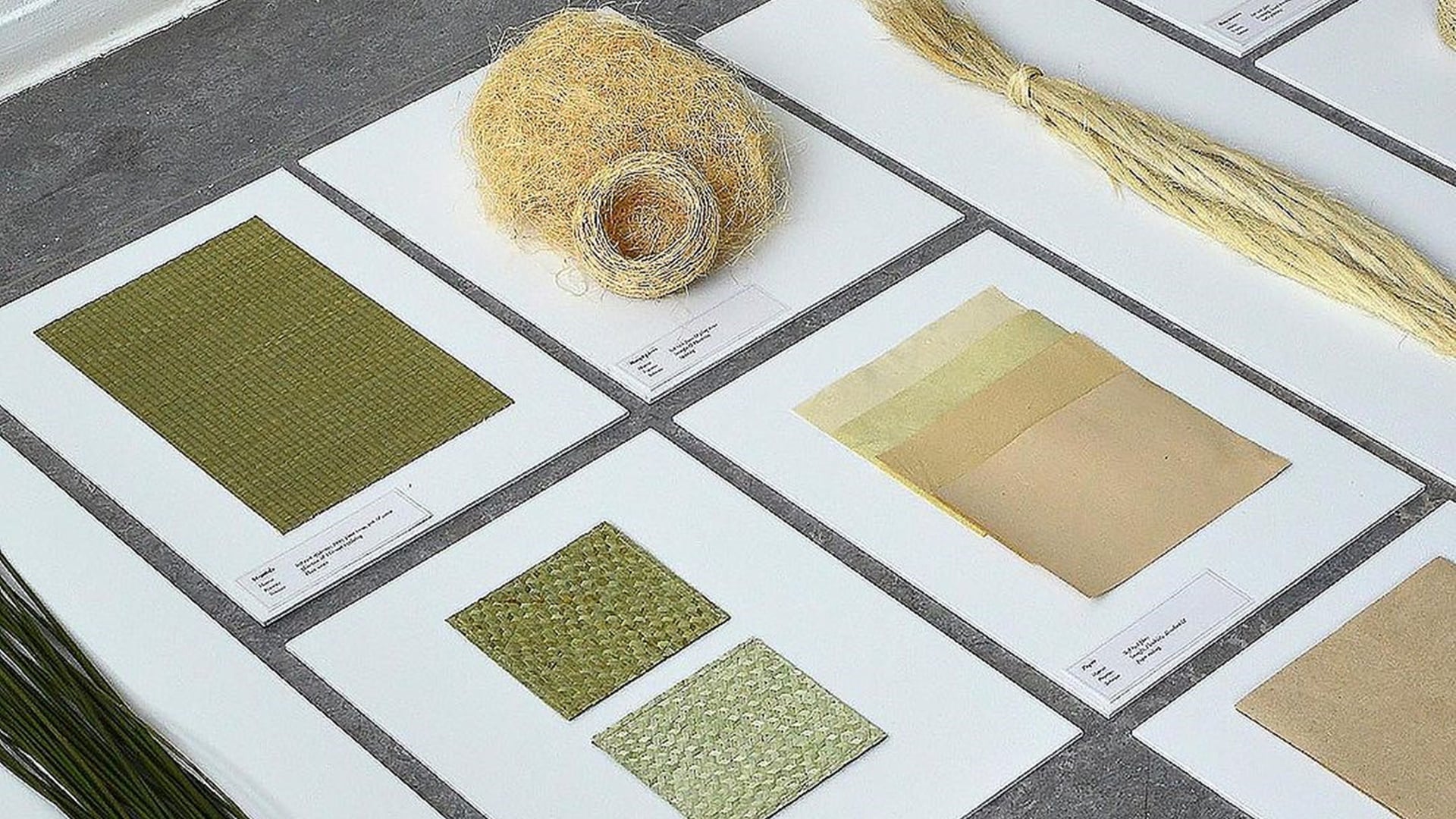 Transforman algas marinas en bolsas biodegradables