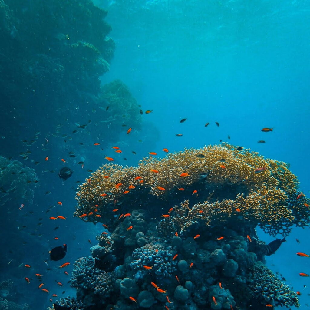 Arrecifes de coral
