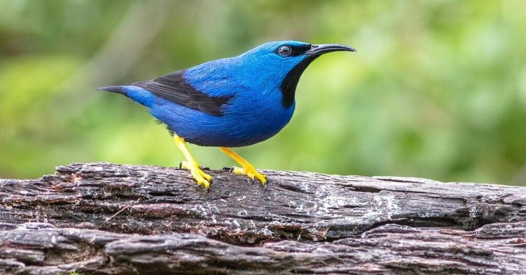 Día Mundial de las aves migratorias