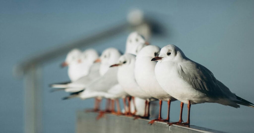 Día Mundial de las aves migratorias