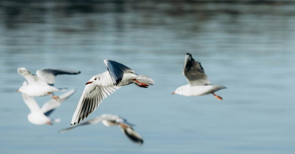 Día Mundial de las aves migratorias