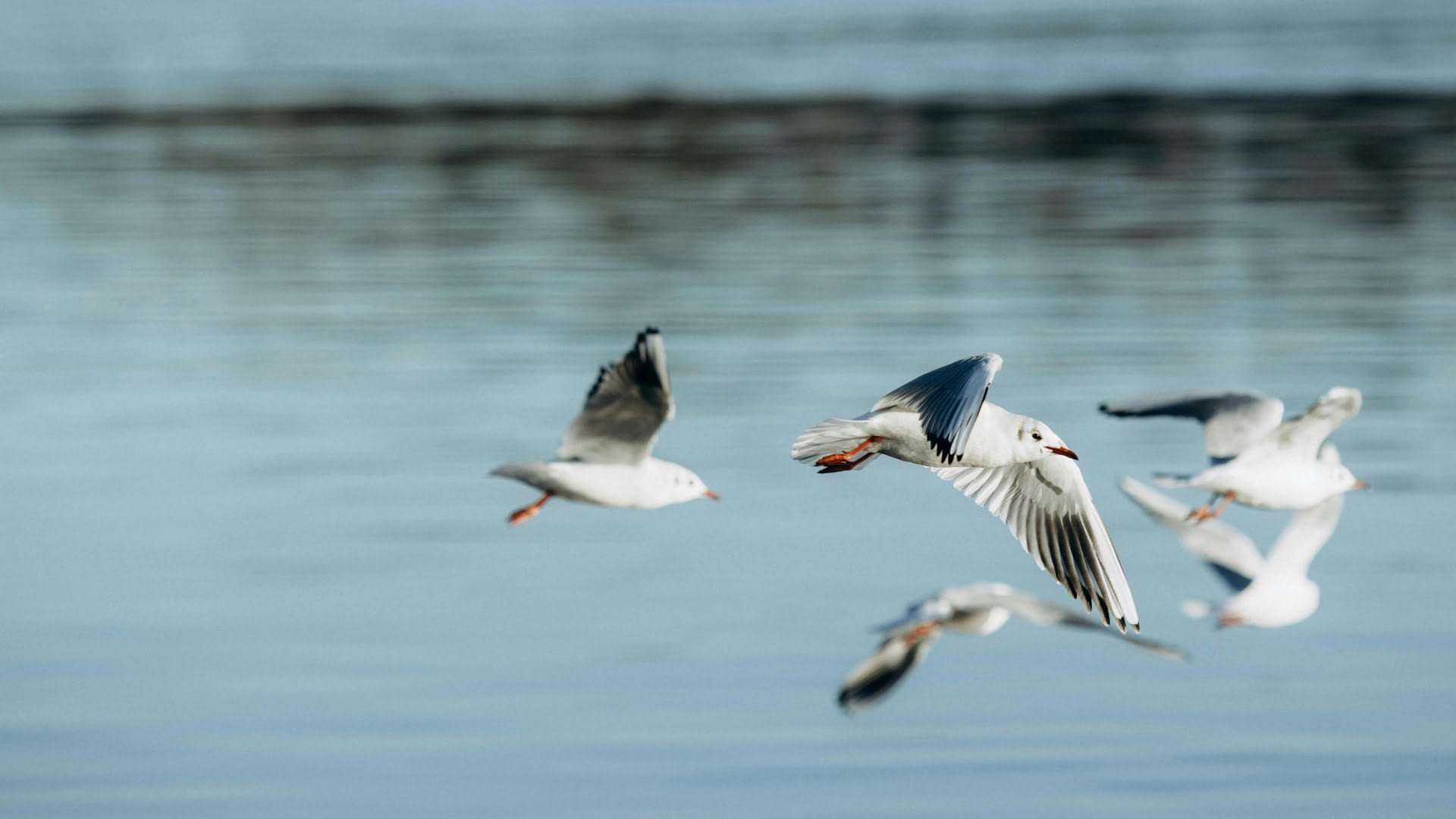 Día Mundial de las aves migratorias