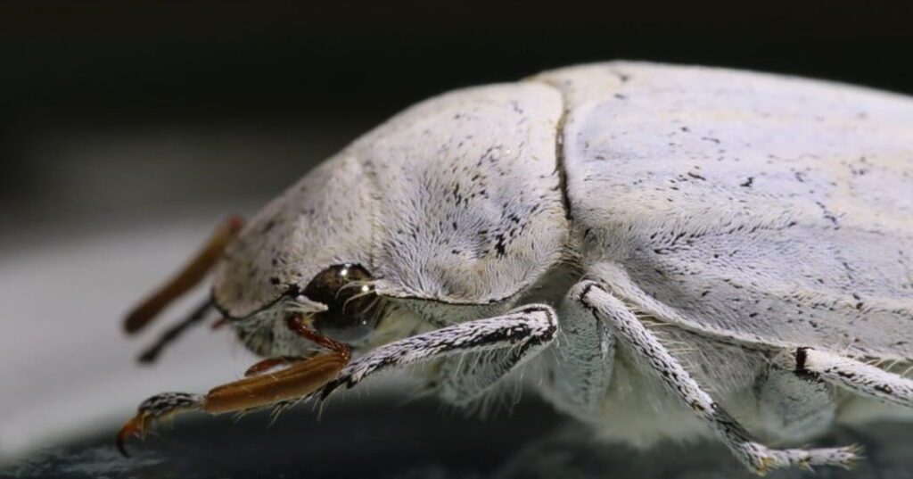 Cerámica refrigerante