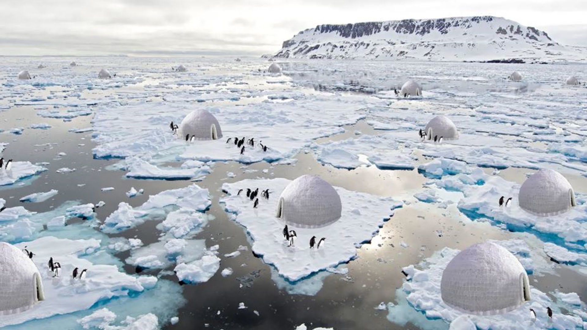 pingüinos emperador