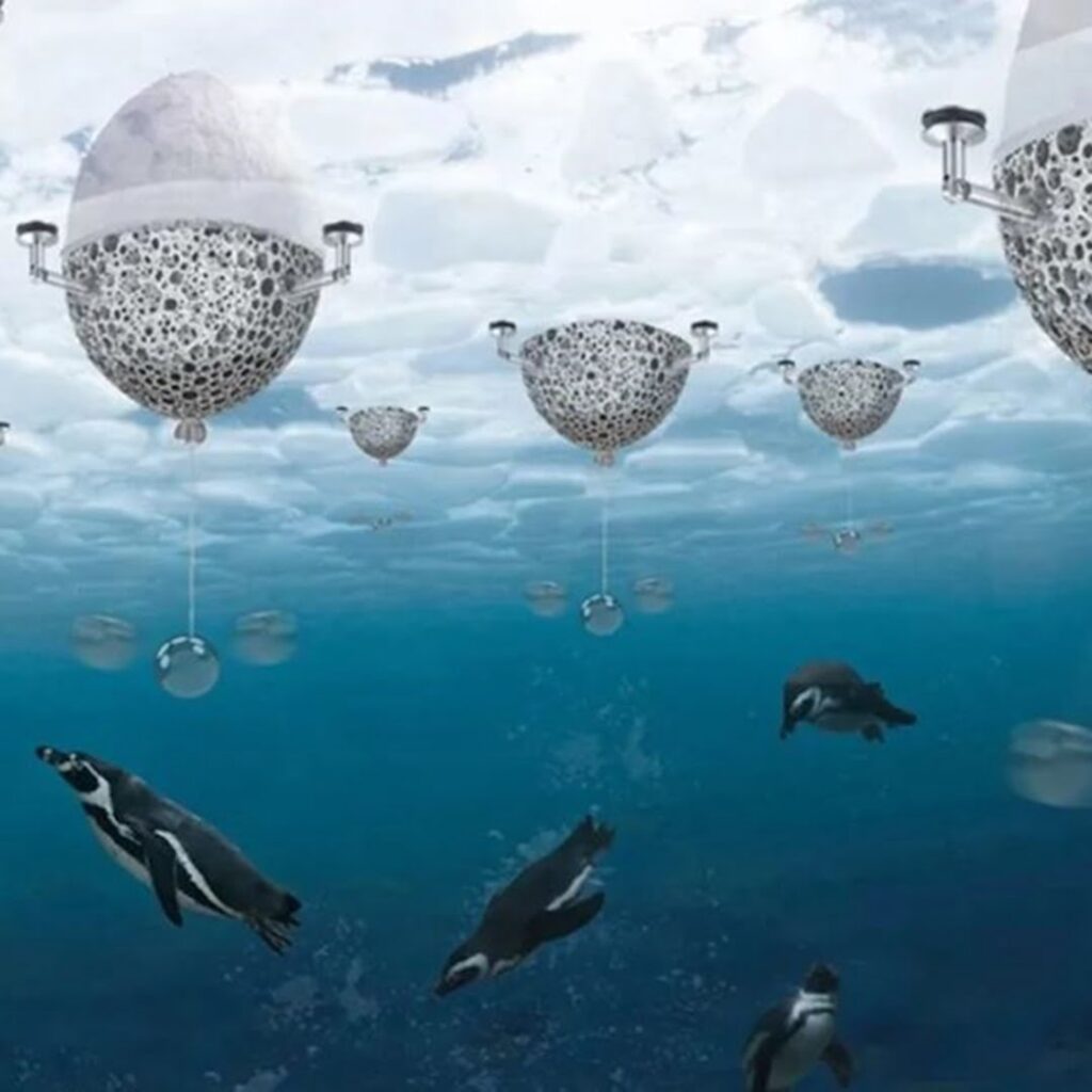 pingüinos emperador