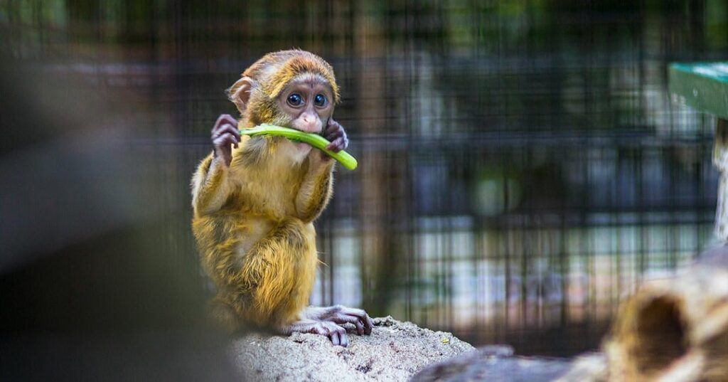Zoológicos en Costa Rica