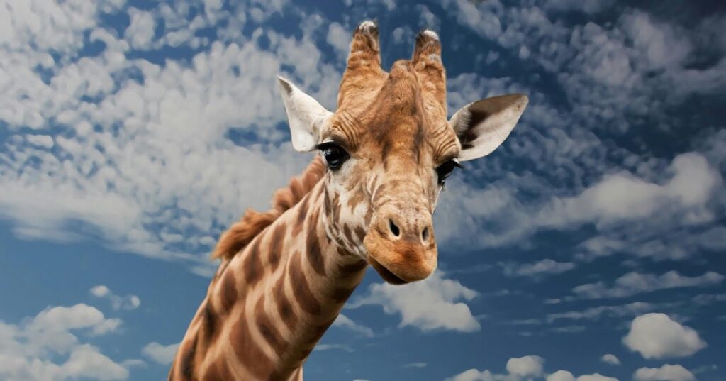 Zoológicos en Costa Rica