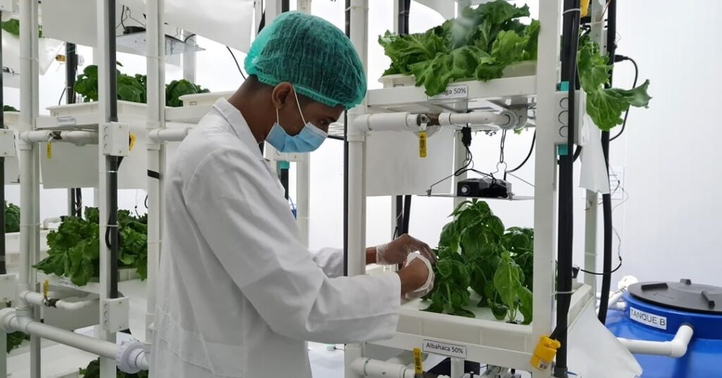 agricultura vertical