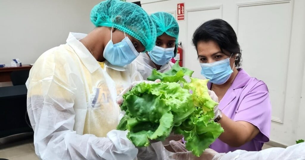 agricultura vertical