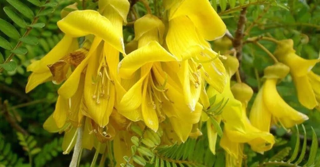 toromiros de la isla de Pascua