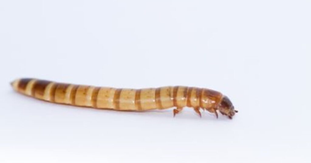 larvas de escarabajo