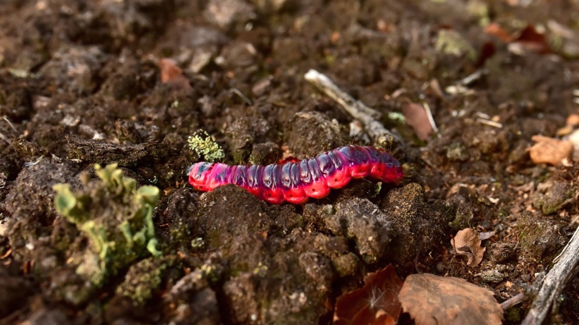 larvas de escarabajo