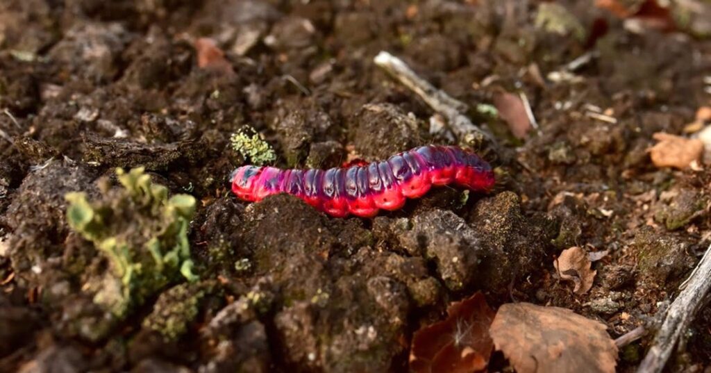 larvas de escarabajo