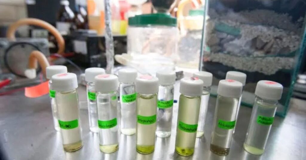 estudiantes mexicanas