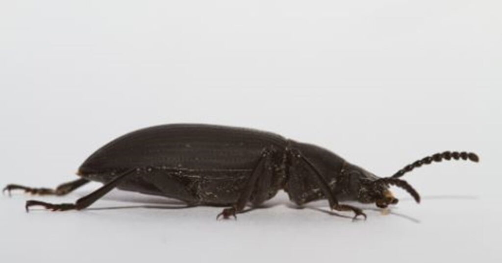 larvas de escarabajo