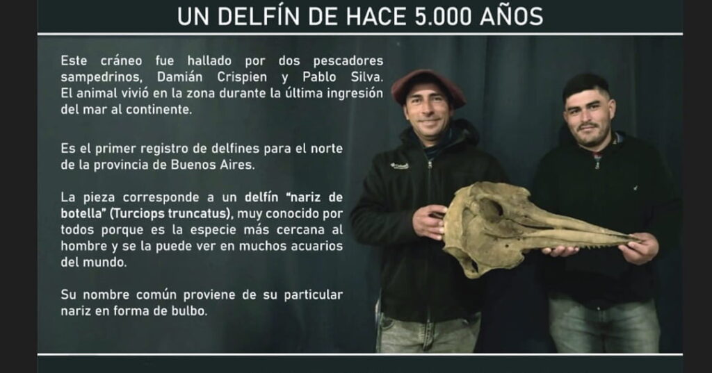 cráneo de delfín