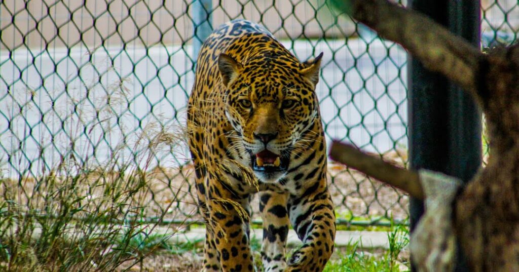 los jaguares