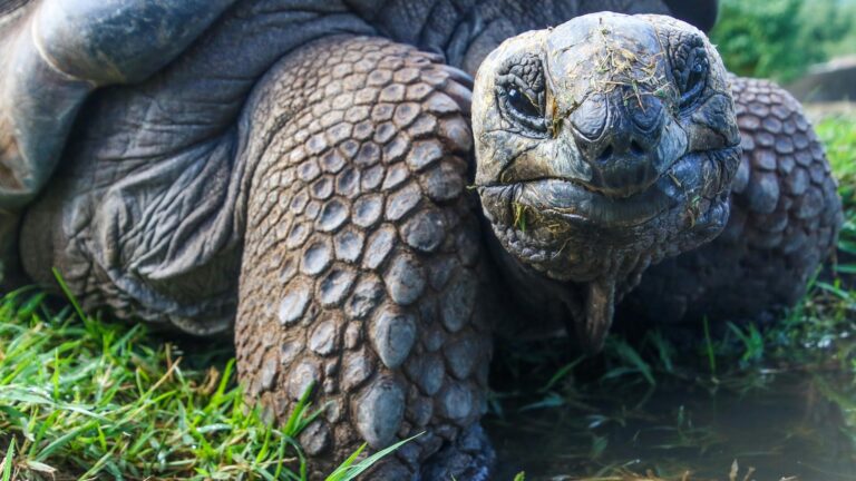 Tortugas gigantes