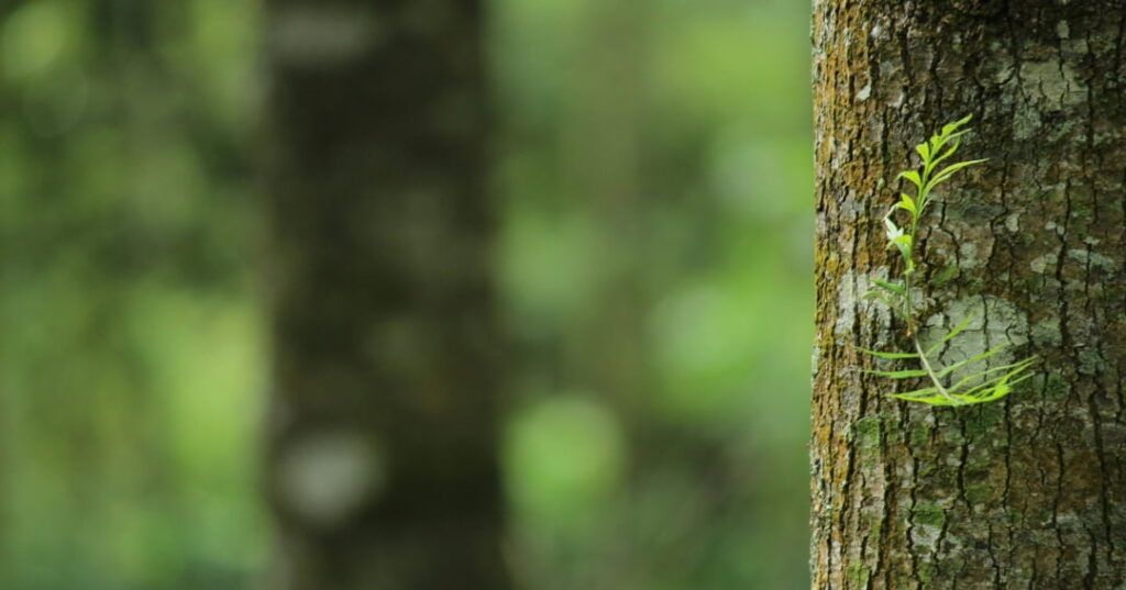 corteza de los árboles