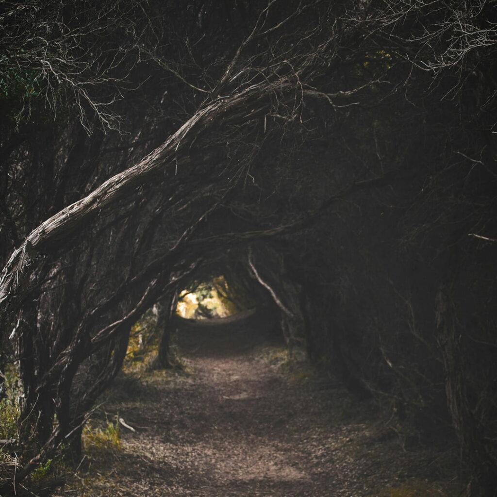 corteza de los árboles