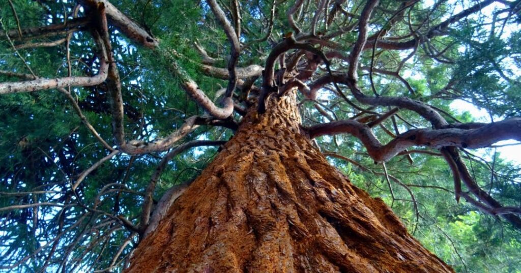 corteza de los árboles