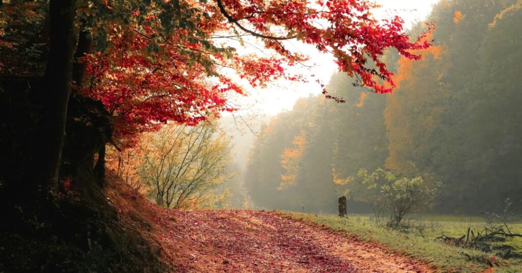 corteza de los árboles