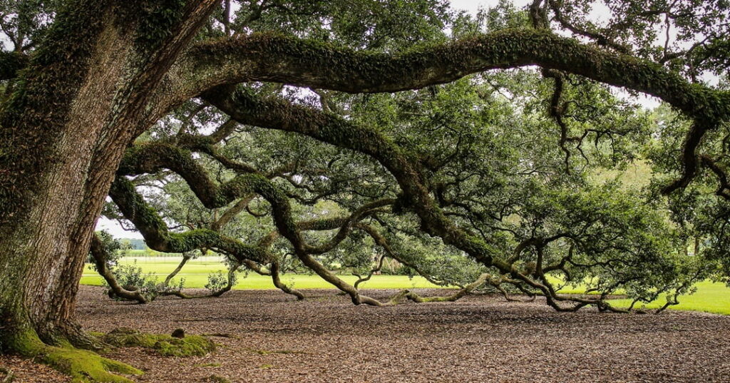 corteza de los árboles
