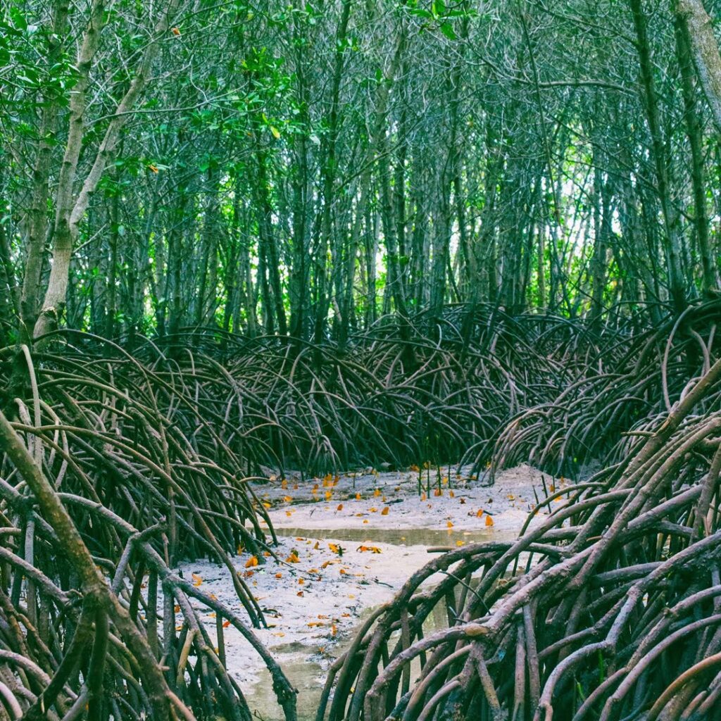 los manglares
