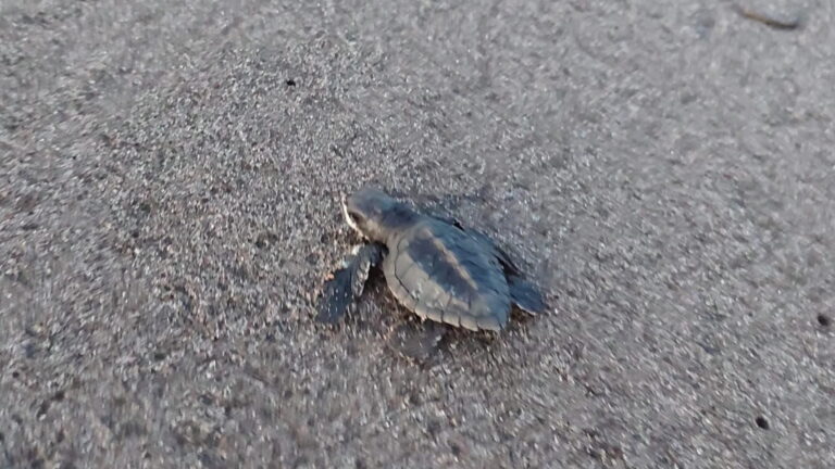 tortuga lora