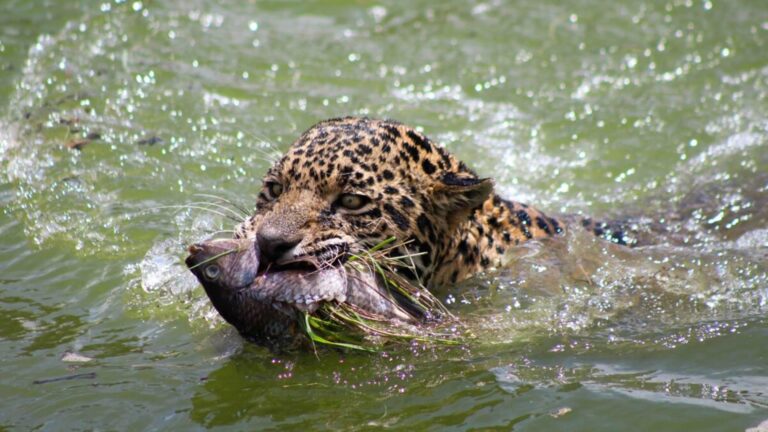 Jaguares y pumas