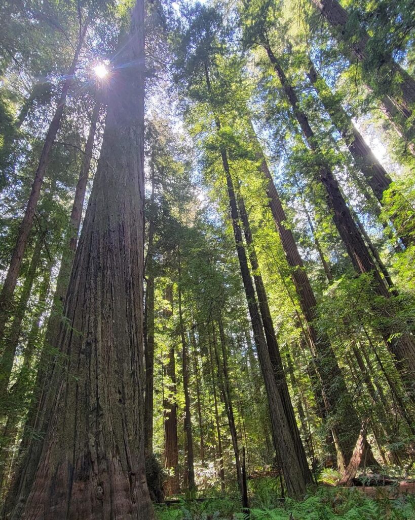 Julia Butterfly Hill