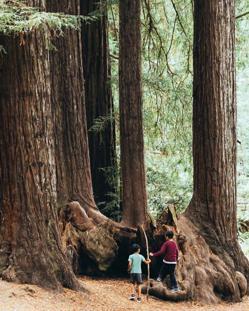 Julia Butterfly Hill