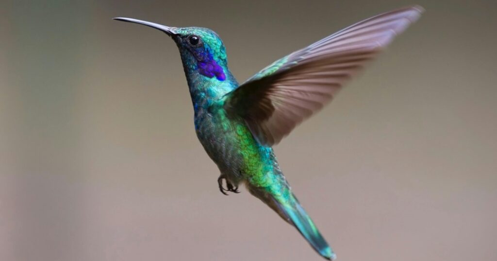 Animales en peligro de extinción