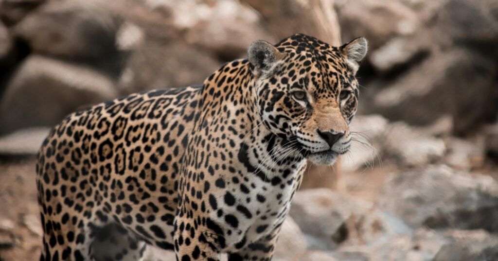 Animales en peligro de extinción