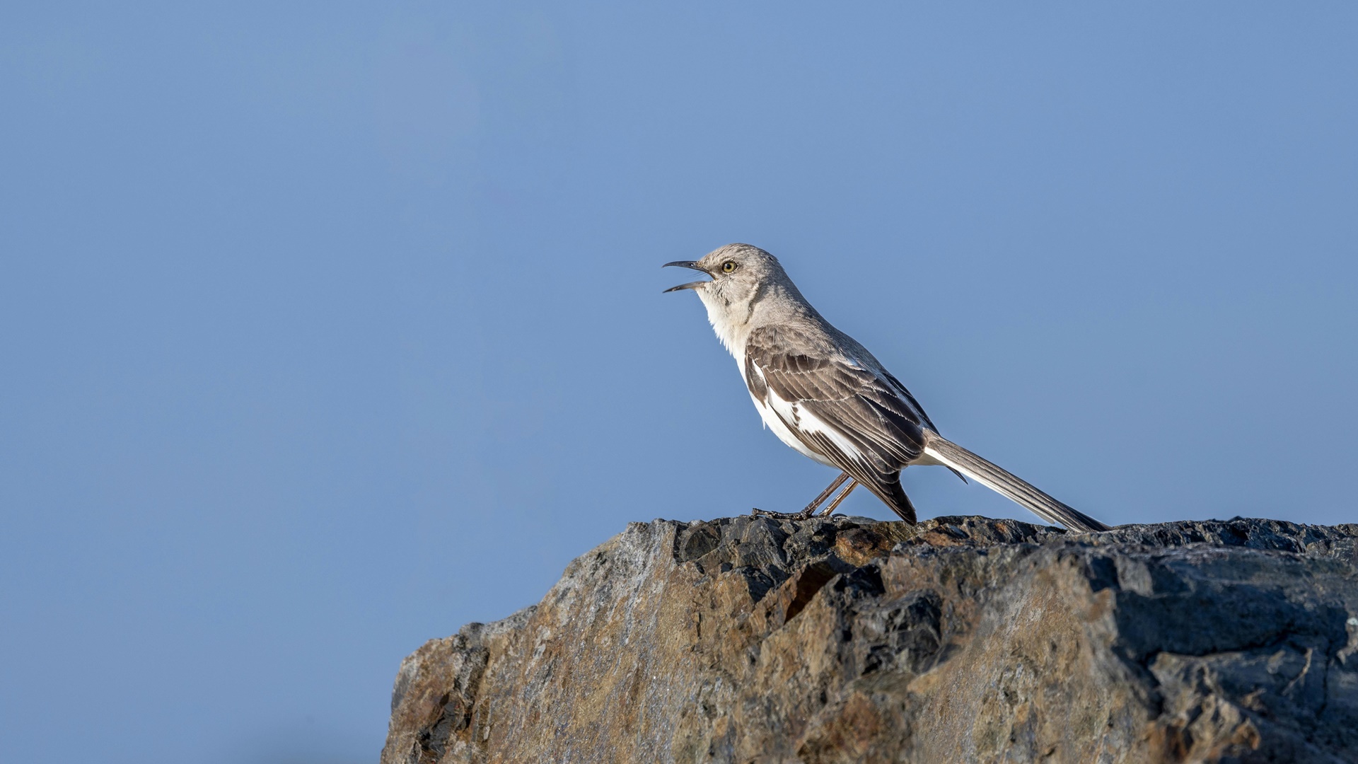 Animales en peligro de extinción