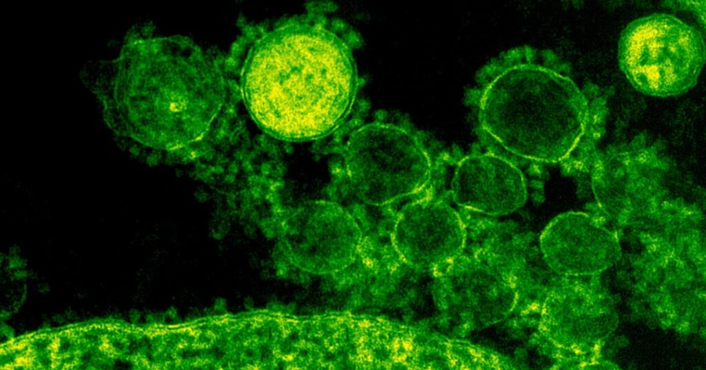 Bacterias modificadas genéticamente