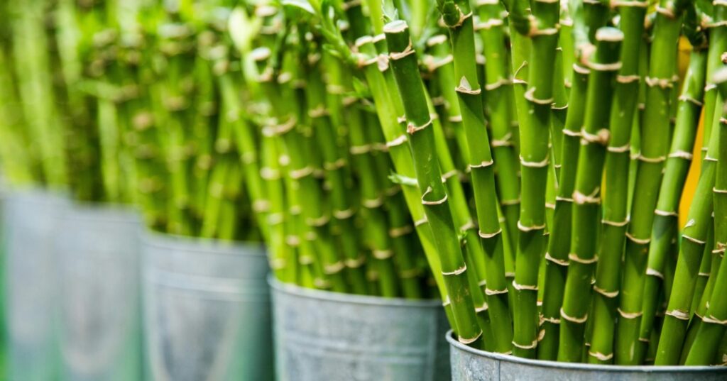 El bambú