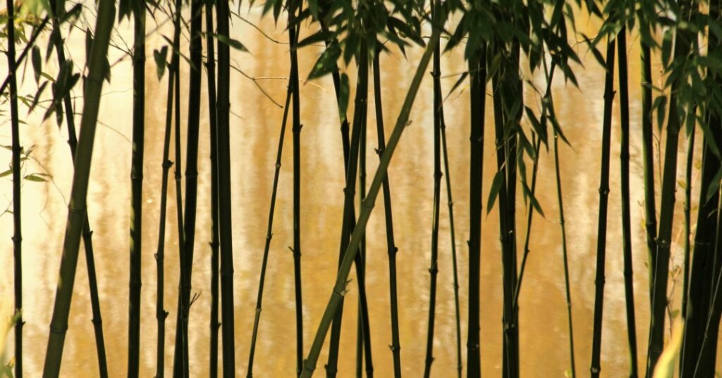 El bambú