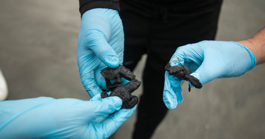 Donativos ambientales Ford