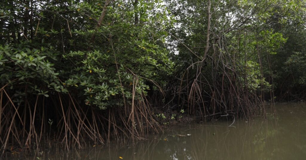 Restauración de manglares