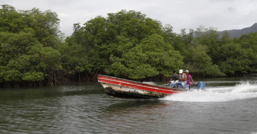 Restauración de manglares