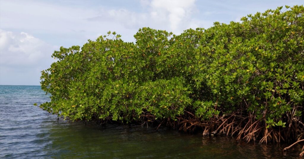 Restauración de manglares