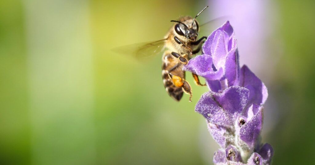 Veneno de las abejas