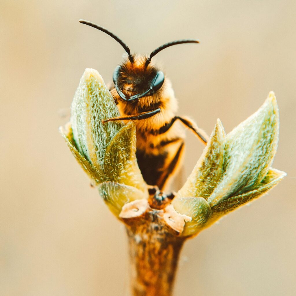Veneno de las abejas