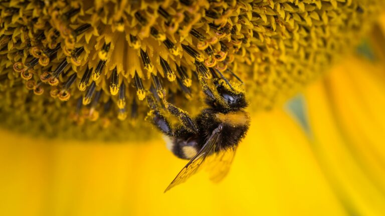 Veneno de las abejas
