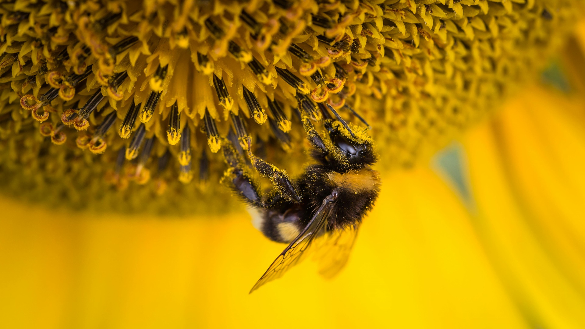 Veneno de las abejas